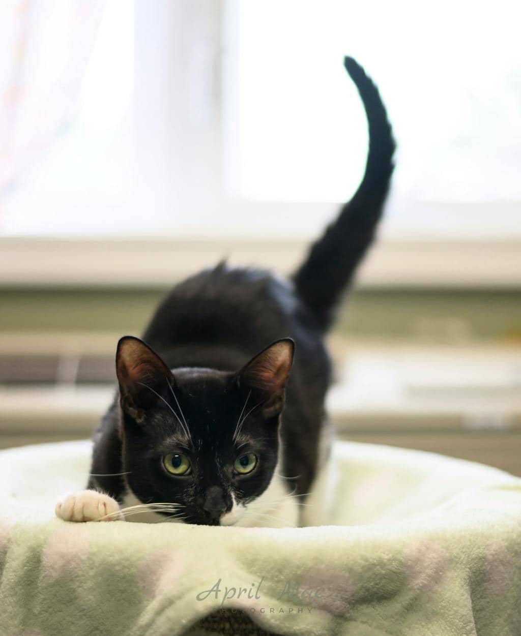 Hobbs (petsmart Orangeville) - Domestic Short Hair cat available for adoption at Ontario SPCA (Central Ontario) in Orangeville