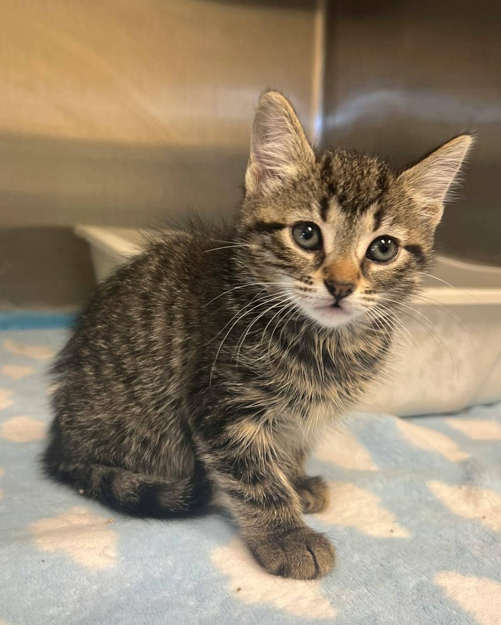 Zebra - Domestic Short Hair cat available for adoption at Ontario SPCA (Central Ontario) in Bracebridge