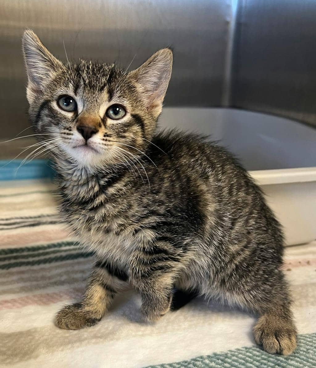 Giraffe - Domestic Short Hair available for adoption