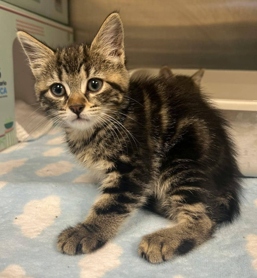 Cheetah - Domestic Short Hair available for adoption