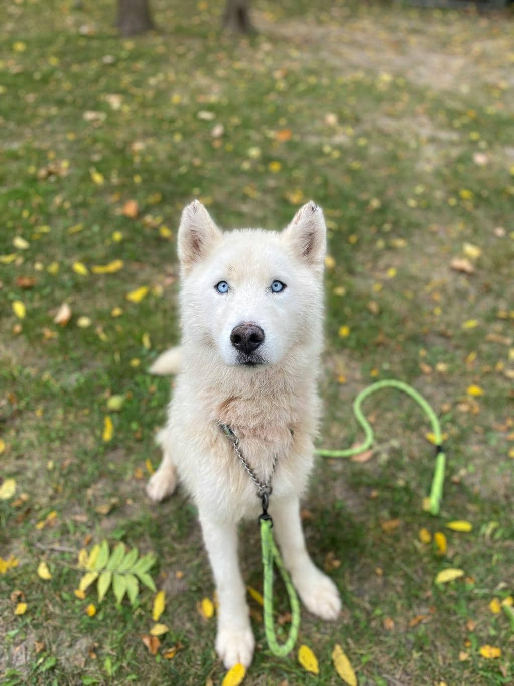 Melvin - Husky Mixed available for adoption at Ontario SPCA (Central Ontario) in Orillia