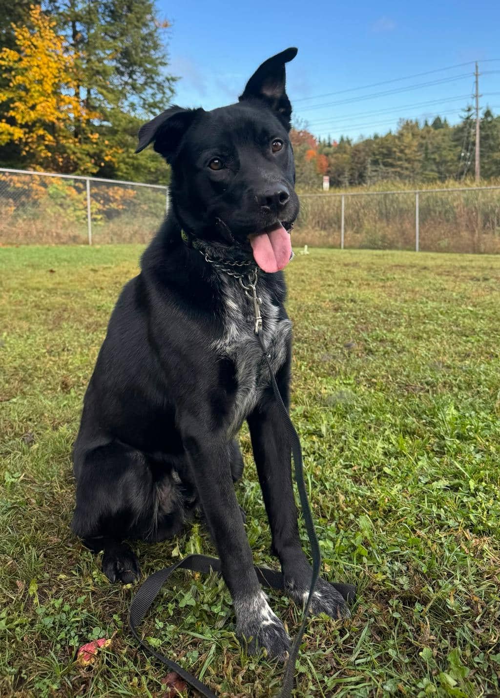 Dexter - Labrador Retriever available for adoption