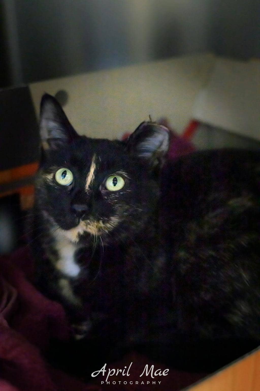 Cosmo (fta) - Domestic Short Hair available for adoption