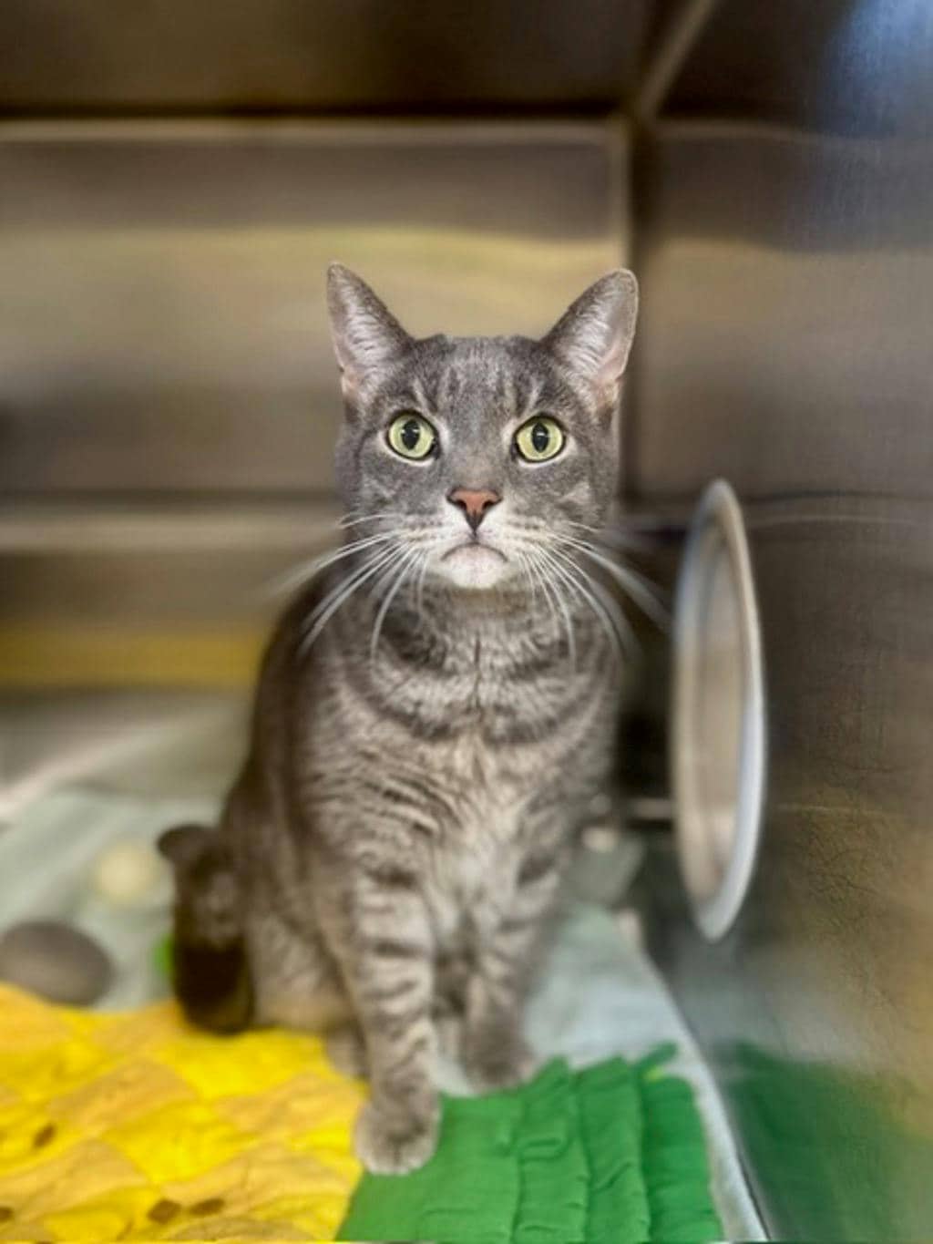 Ceaser (PetSmart Cornwall) - Domestic Short Hair available for adoption