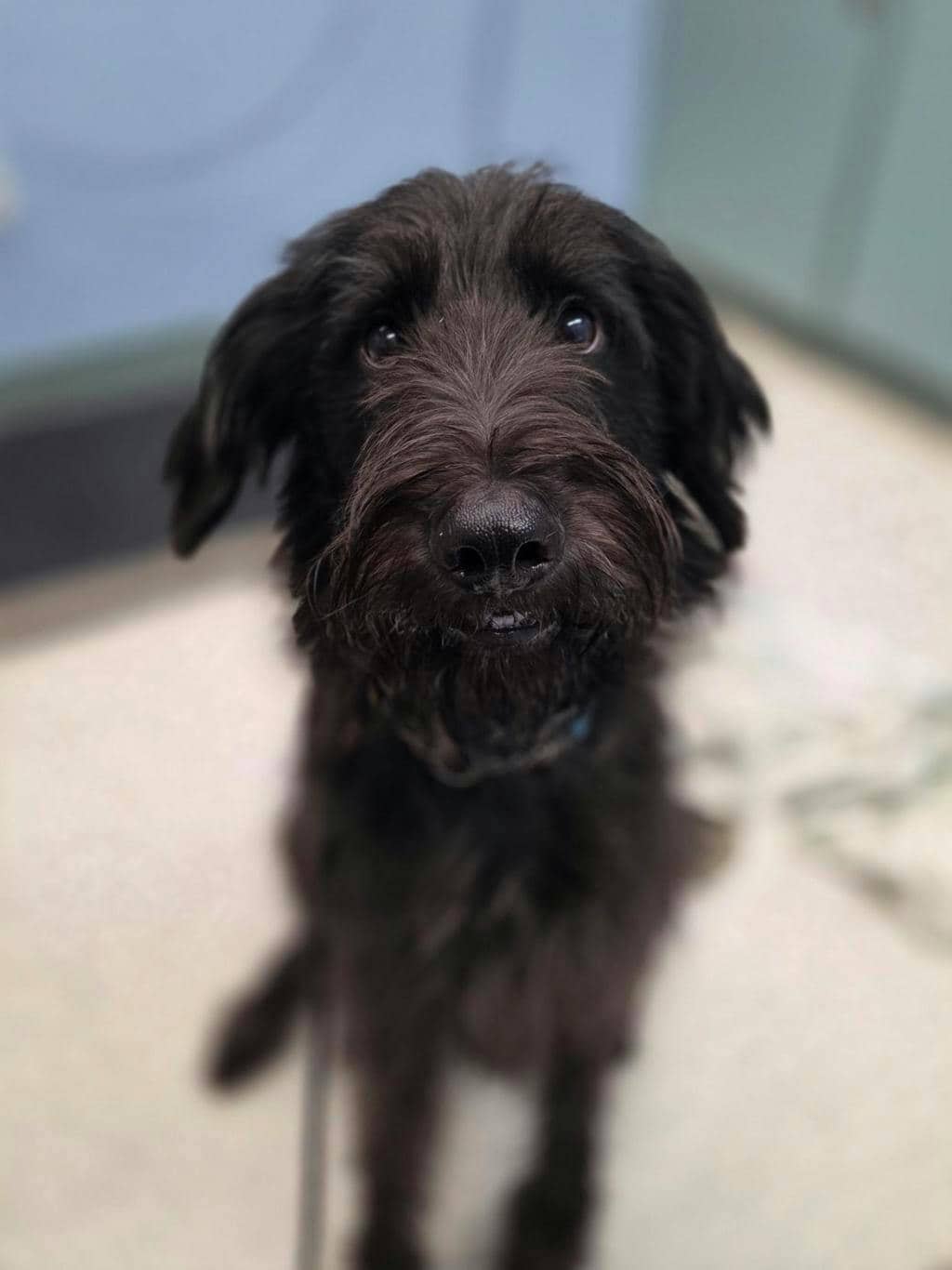 Pickle - Poodle Standard available for adoption at Ontario SPCA (Toronto Area) in Stouffville