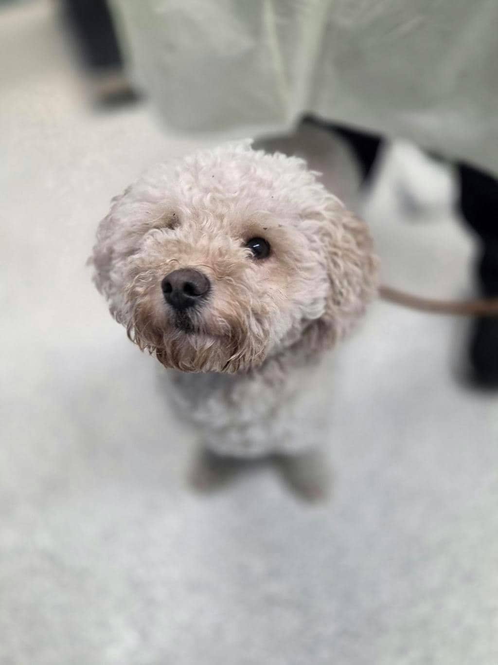Josie - Bichon Frise available for adoption at Ontario SPCA (Toronto Area) in Stouffville