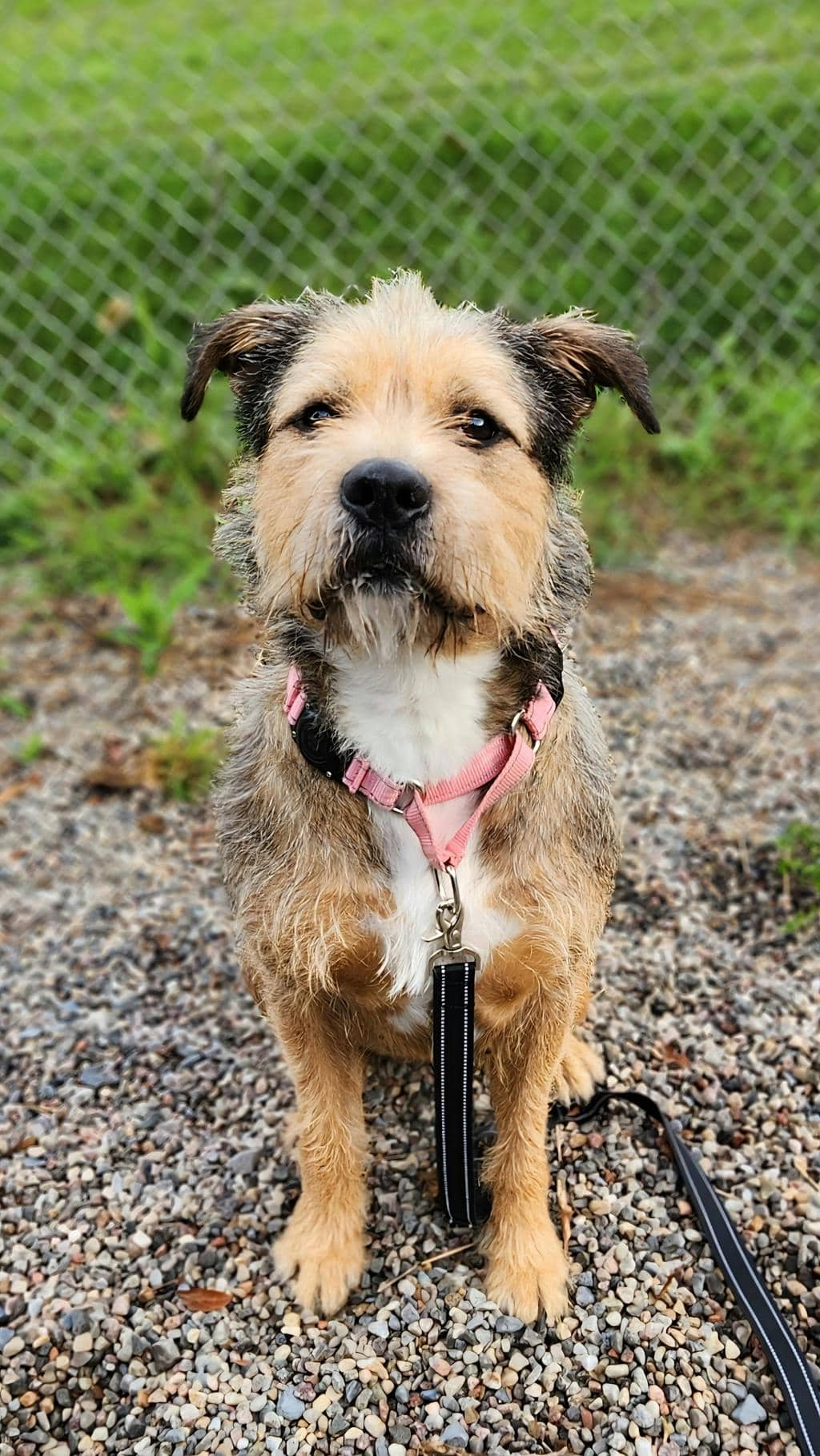 Sally - Labradoodle available for adoption at Ontario SPCA (Ottawa Area) in Ottawa