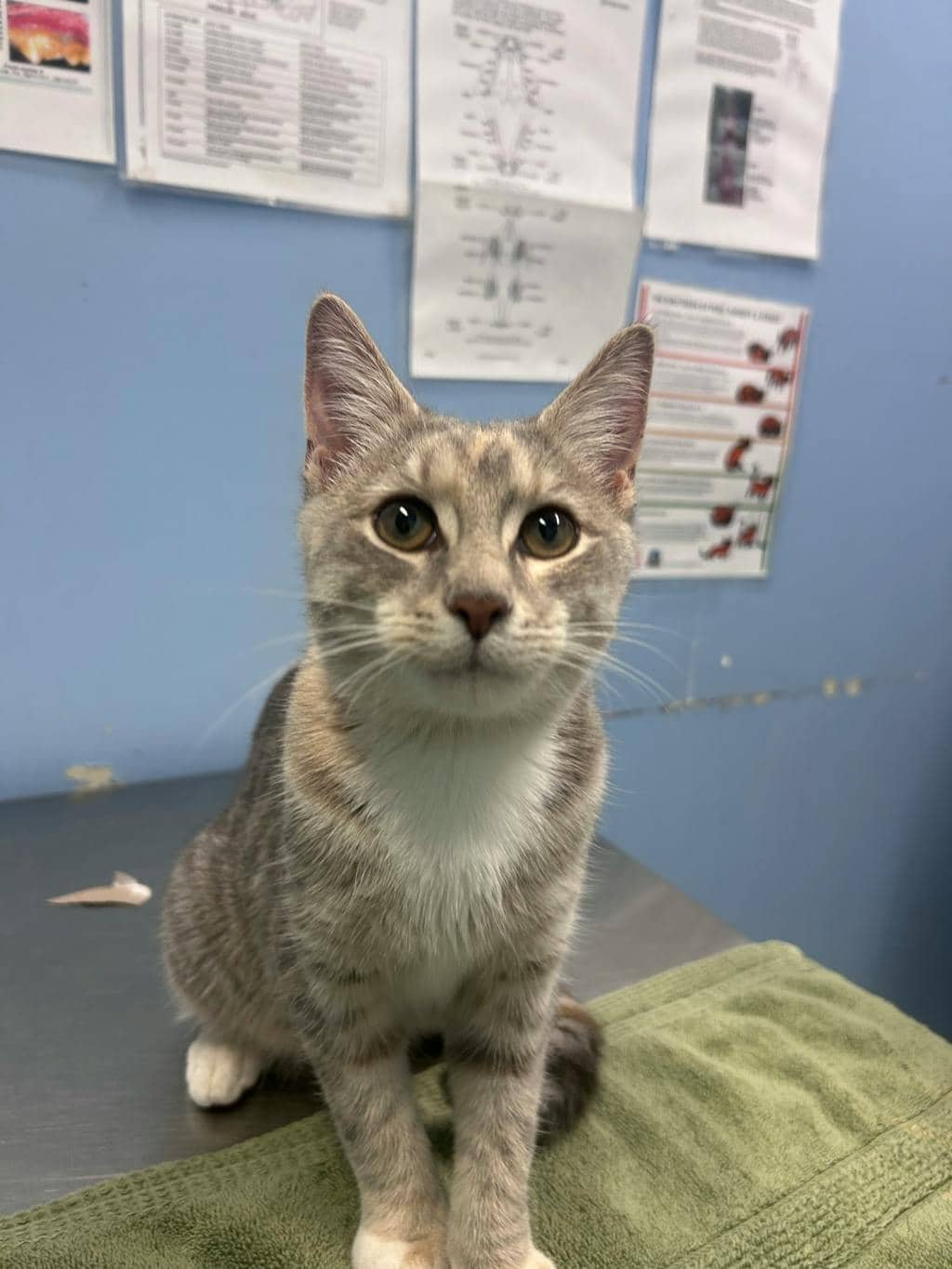 Trinket - Domestic Short Hair available for adoption