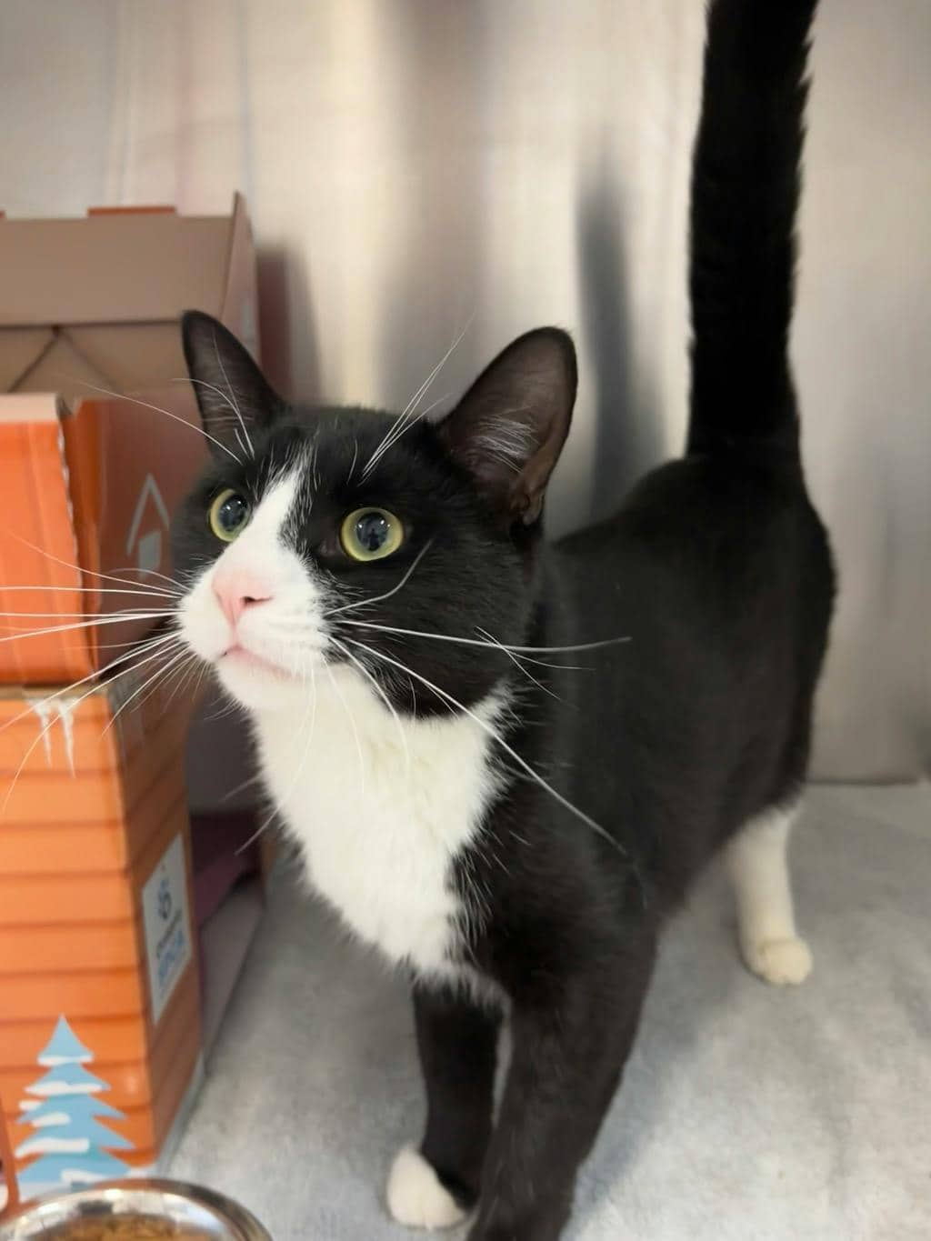 Propane (at Seneca King) - Domestic Short Hair cat available for adoption at Ontario SPCA (Toronto Area) in Stouffville