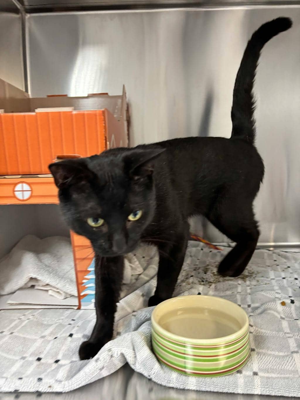 Luffy (at Seneca King) - Domestic Short Hair available for adoption