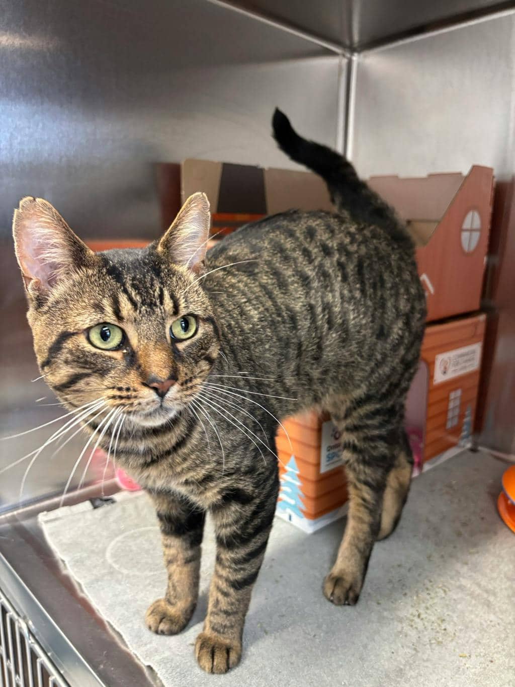 Taco Tuesday (at Seneca King) - Domestic Short Hair available for adoption