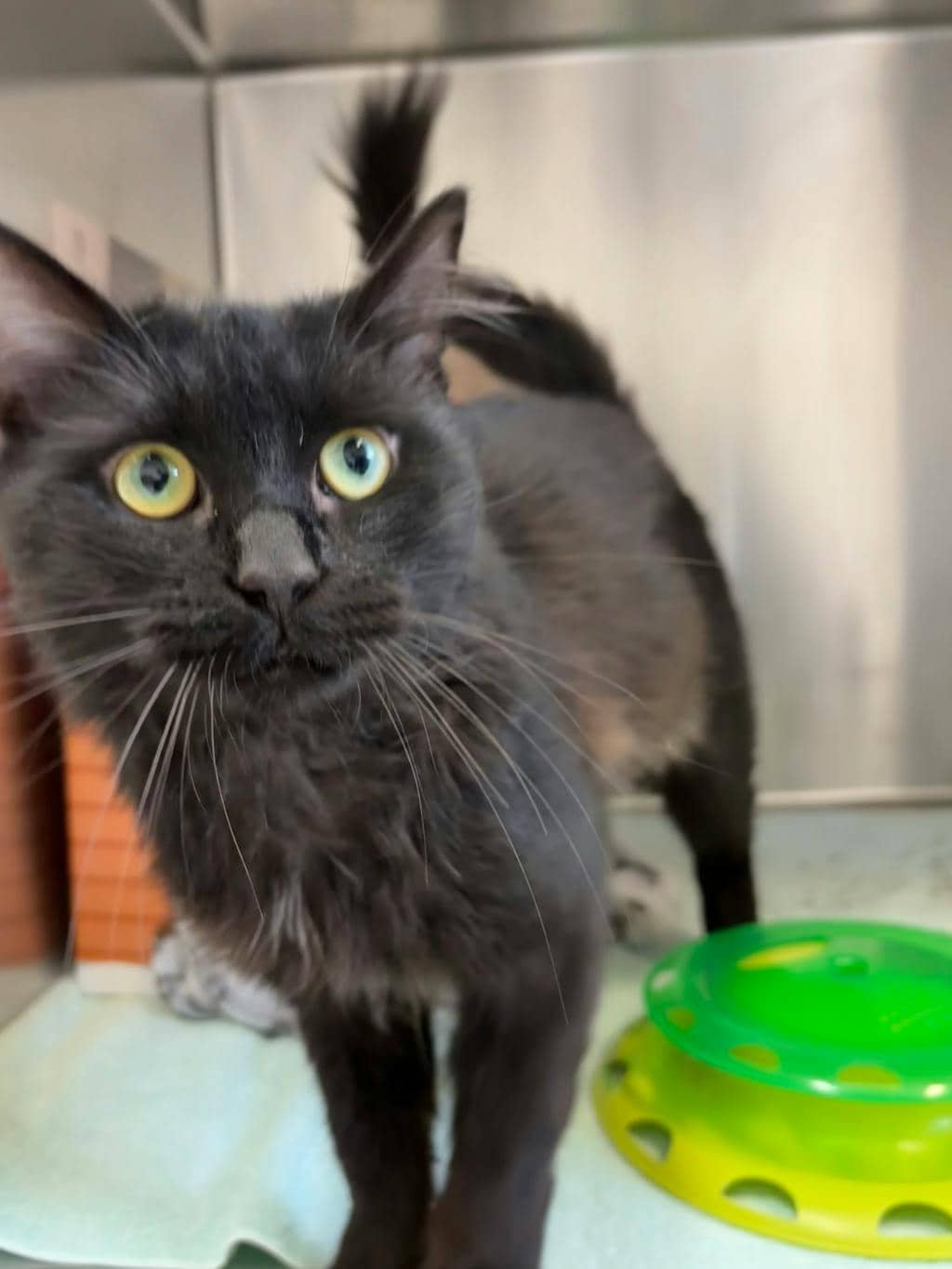 Kat Man (at Seneca King) - Domestic Medium Hair available for adoption