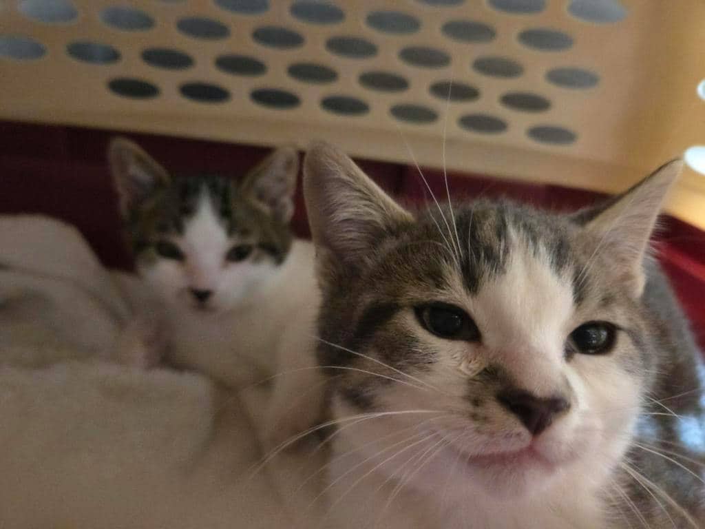 Ophelia - Domestic Short Hair cat available for adoption at Ontario SPCA (Ottawa Area) in Pembroke