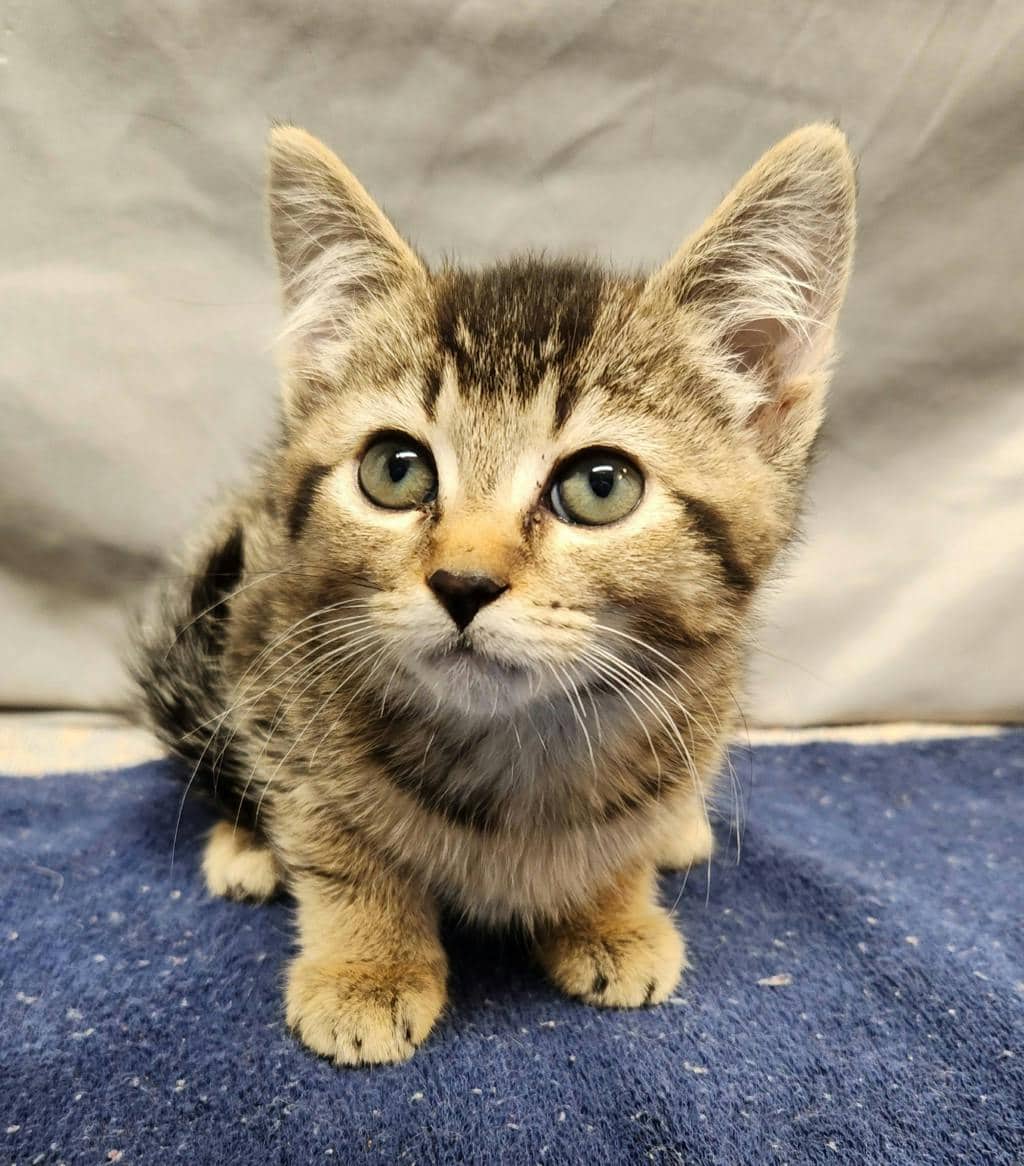 Hocus - Domestic Short Hair cat available for adoption at Ontario SPCA (Ottawa Area) in Cornwall