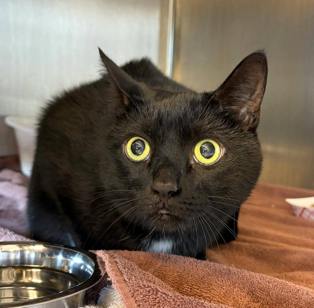 Midnight - Domestic Short Hair cat available for adoption at Ontario SPCA (Ottawa Area) in Pembroke