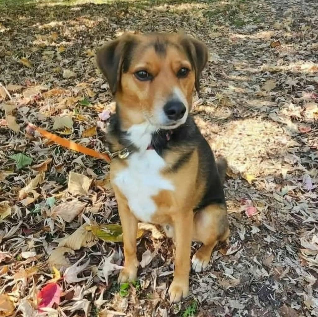 Kovu - Hound available for adoption at Ontario SPCA (Ottawa Area) in Ottawa