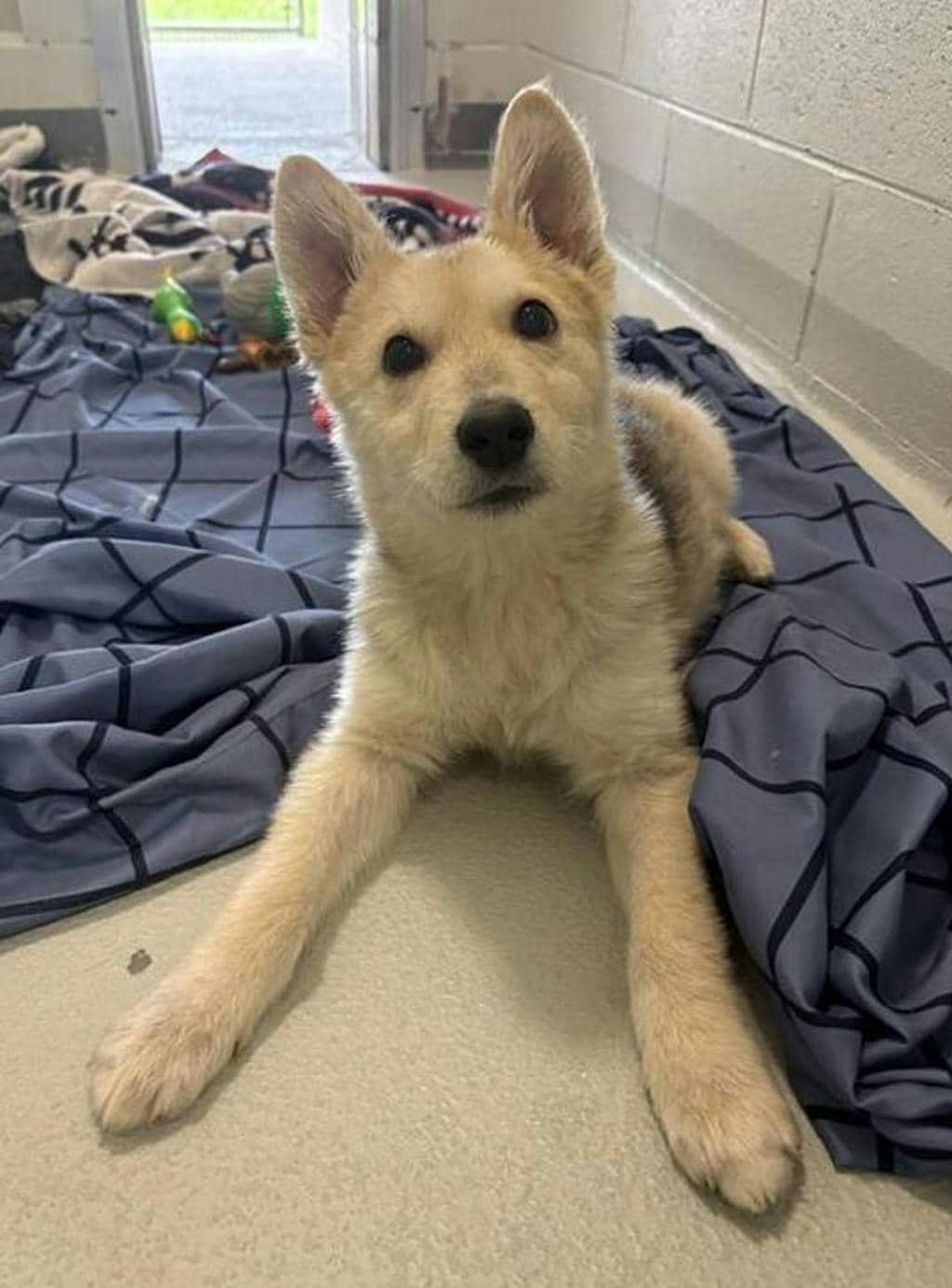 Sandy - Husky Mixed available for adoption
