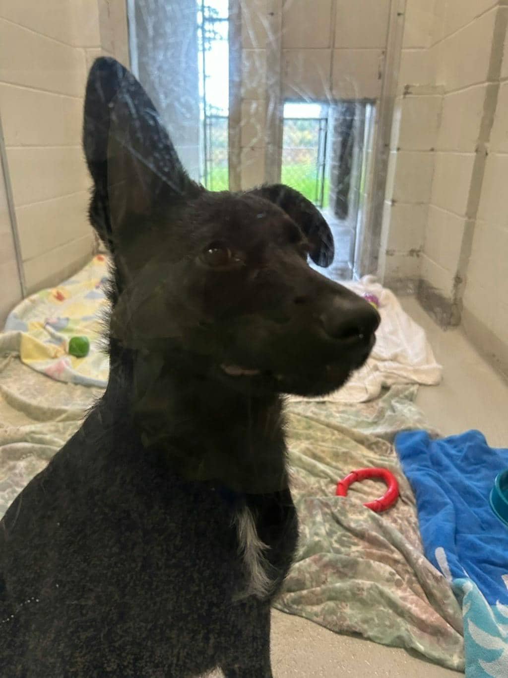 Char - Husky Mixed available for adoption