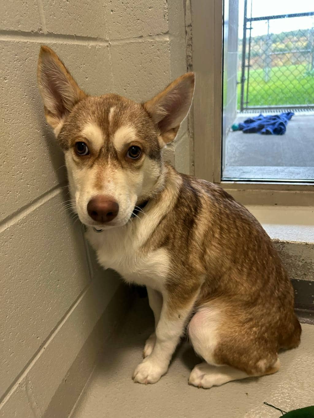 Rogue - Husky Mixed available for adoption at Ontario SPCA (Central Ontario) in Midland