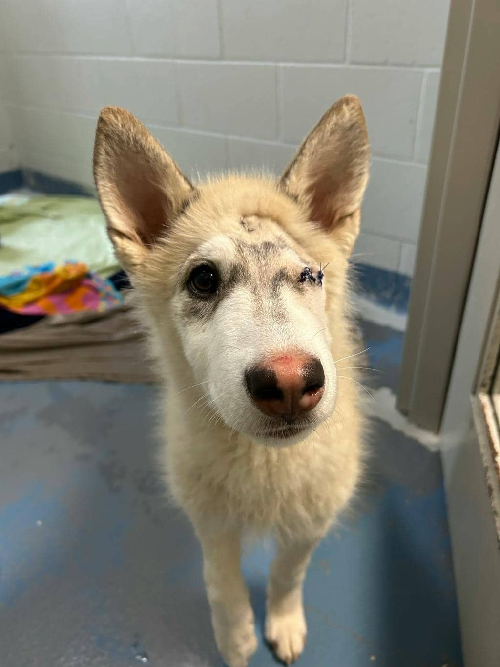 Gizmo - Husky Mixed available for adoption