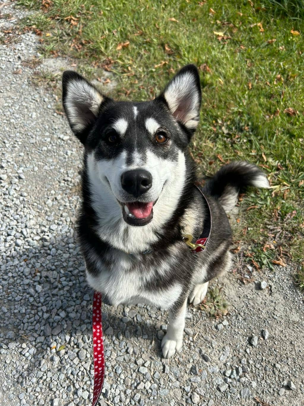 Dewy (fka Doggy) - Husky Mixed available for adoption at Ontario SPCA (Central Ontario) in Midland