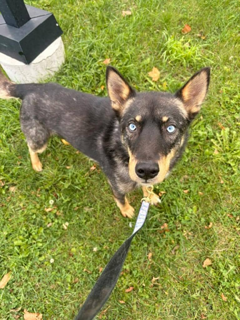 Goose - Husky Mixed available for adoption