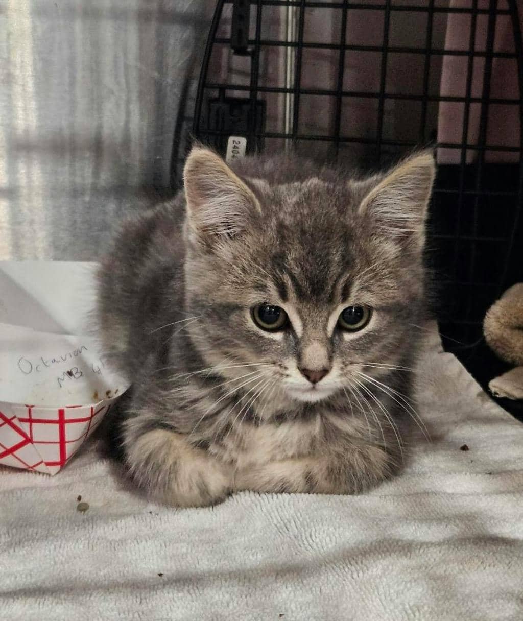 Cobweb - Domestic Longhair cat available for adoption at Ontario SPCA (Ottawa Area) in Pembroke