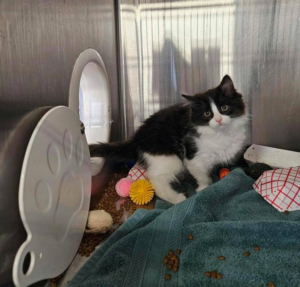Spider - Domestic Longhair available for adoption
