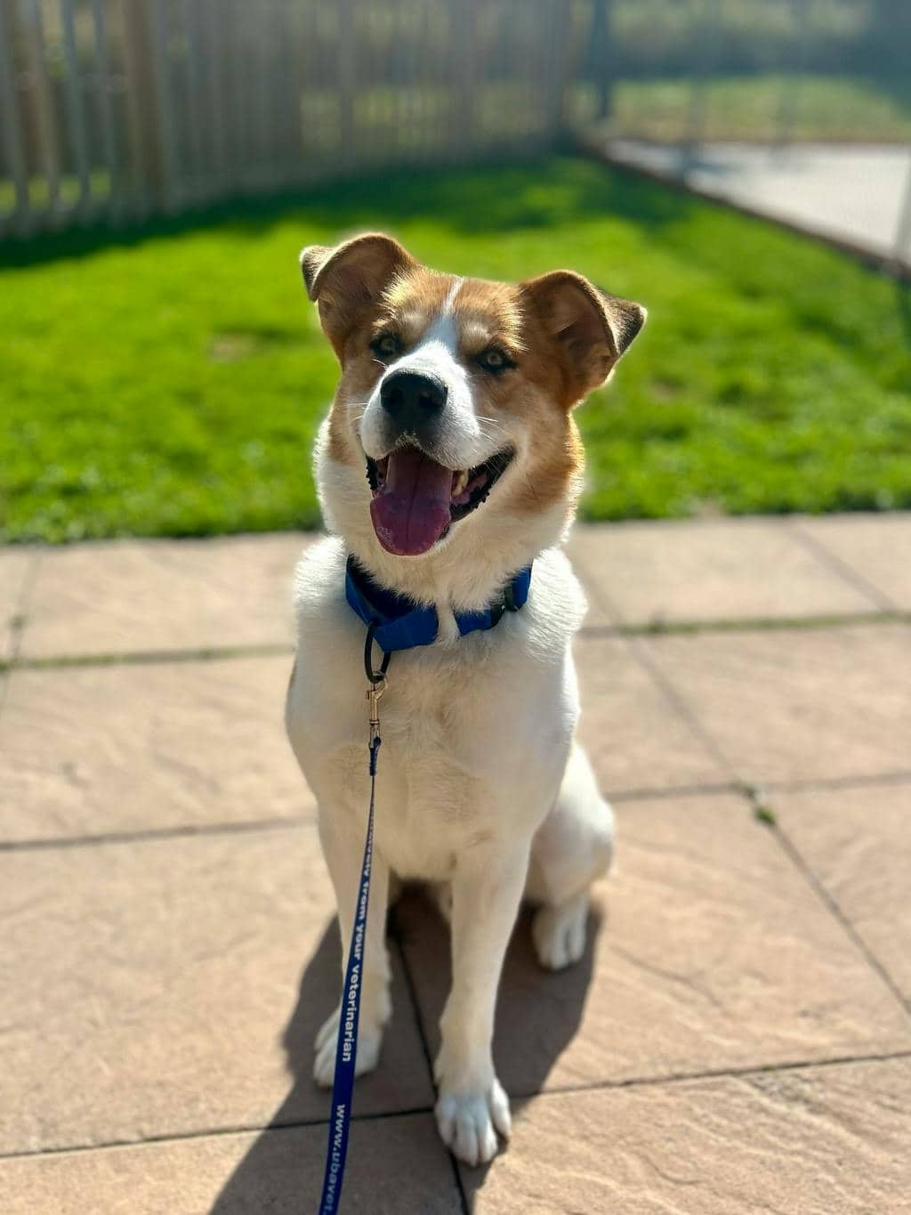 Chum - Saint Bernard available for adoption at Ontario SPCA (Toronto Area) in Stouffville