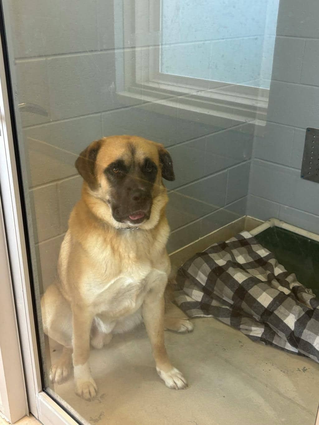 Cooper - Husky Mixed available for adoption