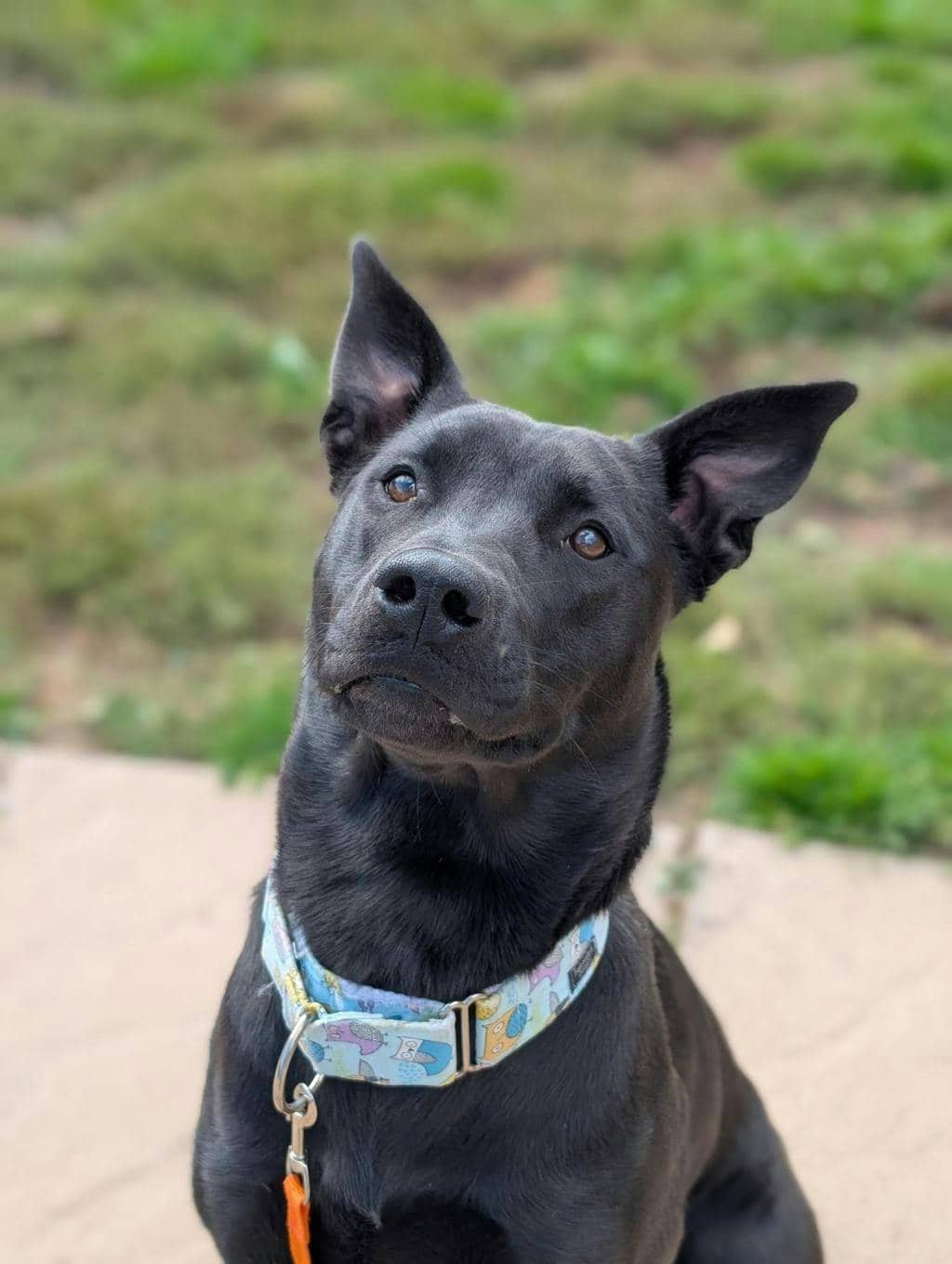 Fuego - Labrador Retriever available for adoption at Ontario SPCA (Toronto Area) in Stouffville