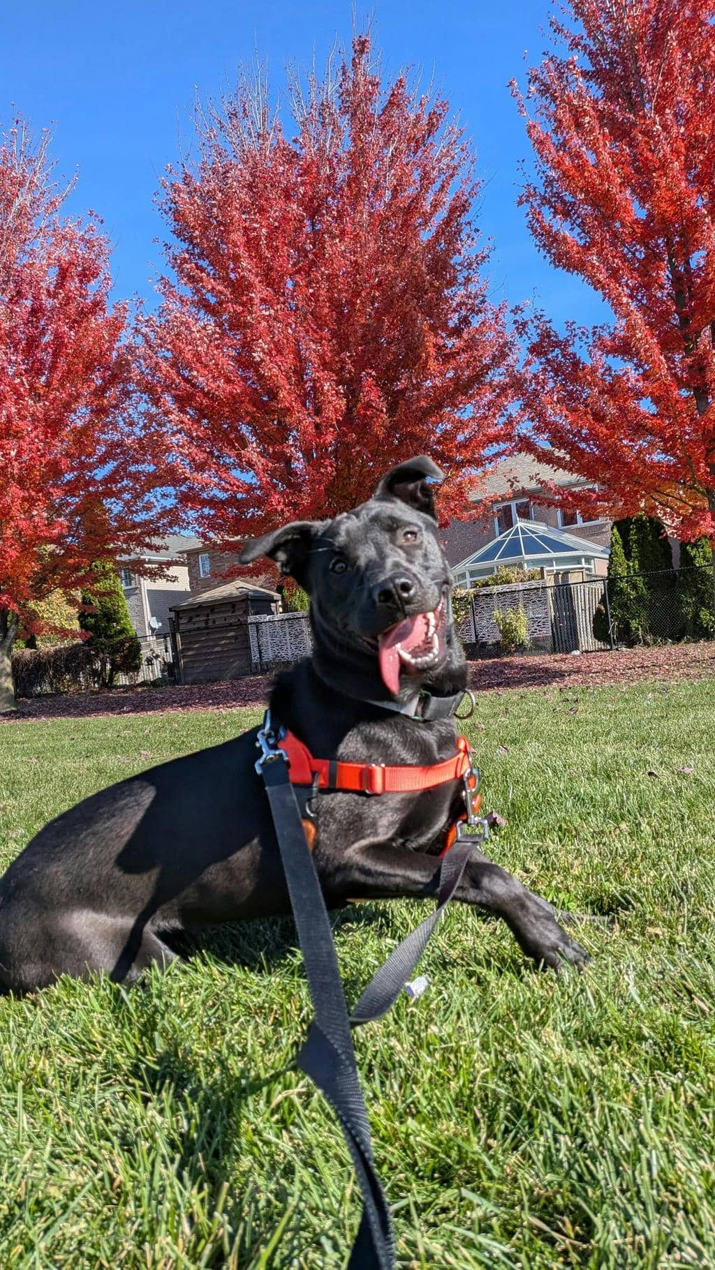 Fuego - Labrador Retriever available for adoption