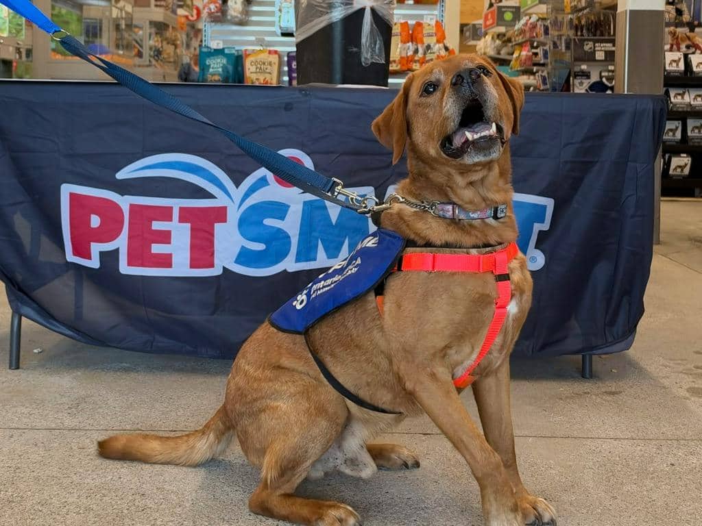 Loki - Labrador available for adoption at Ontario SPCA (Toronto Area) in Stouffville