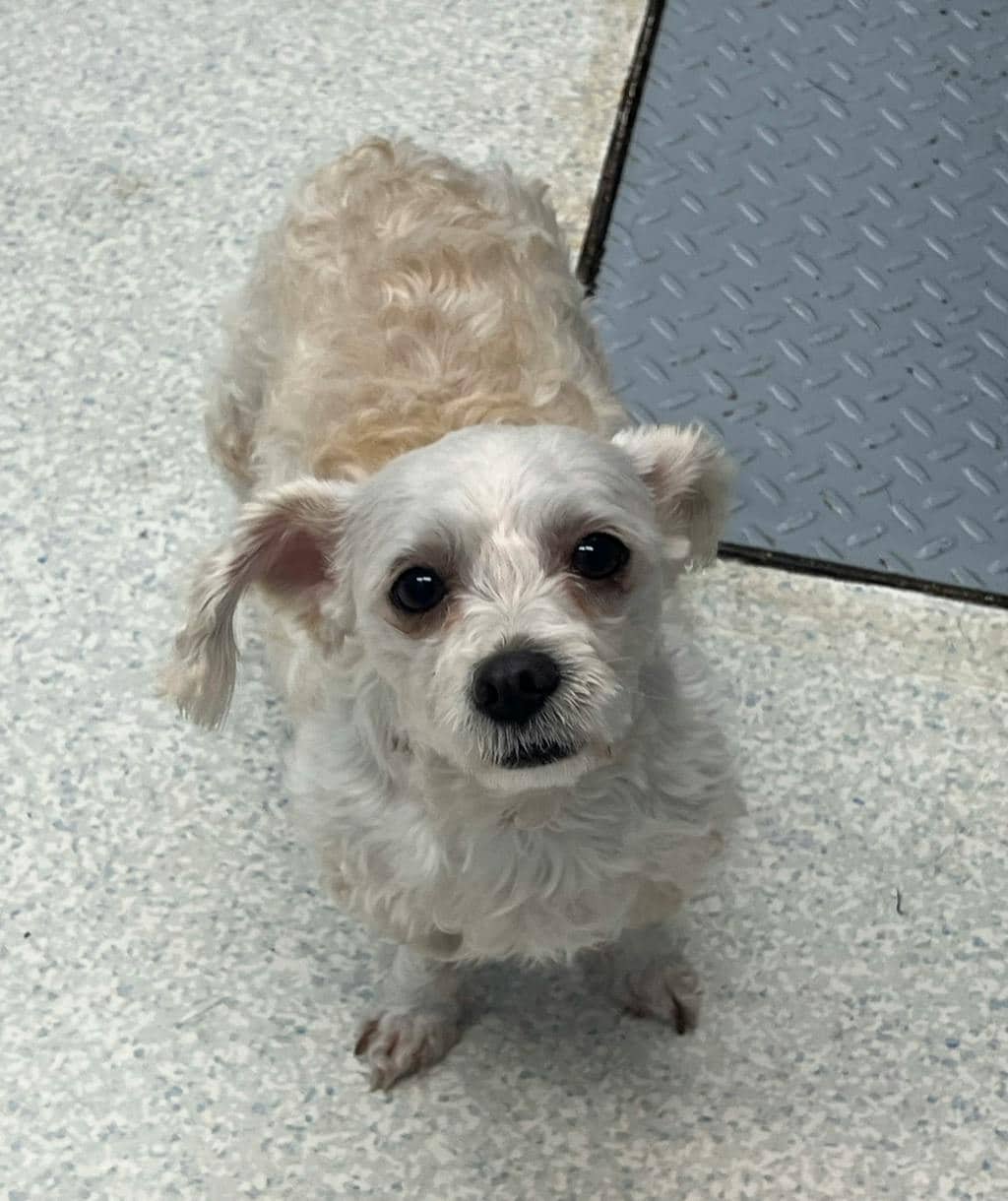 Triss (at Seneca King) - Poodle Miniature available for adoption
