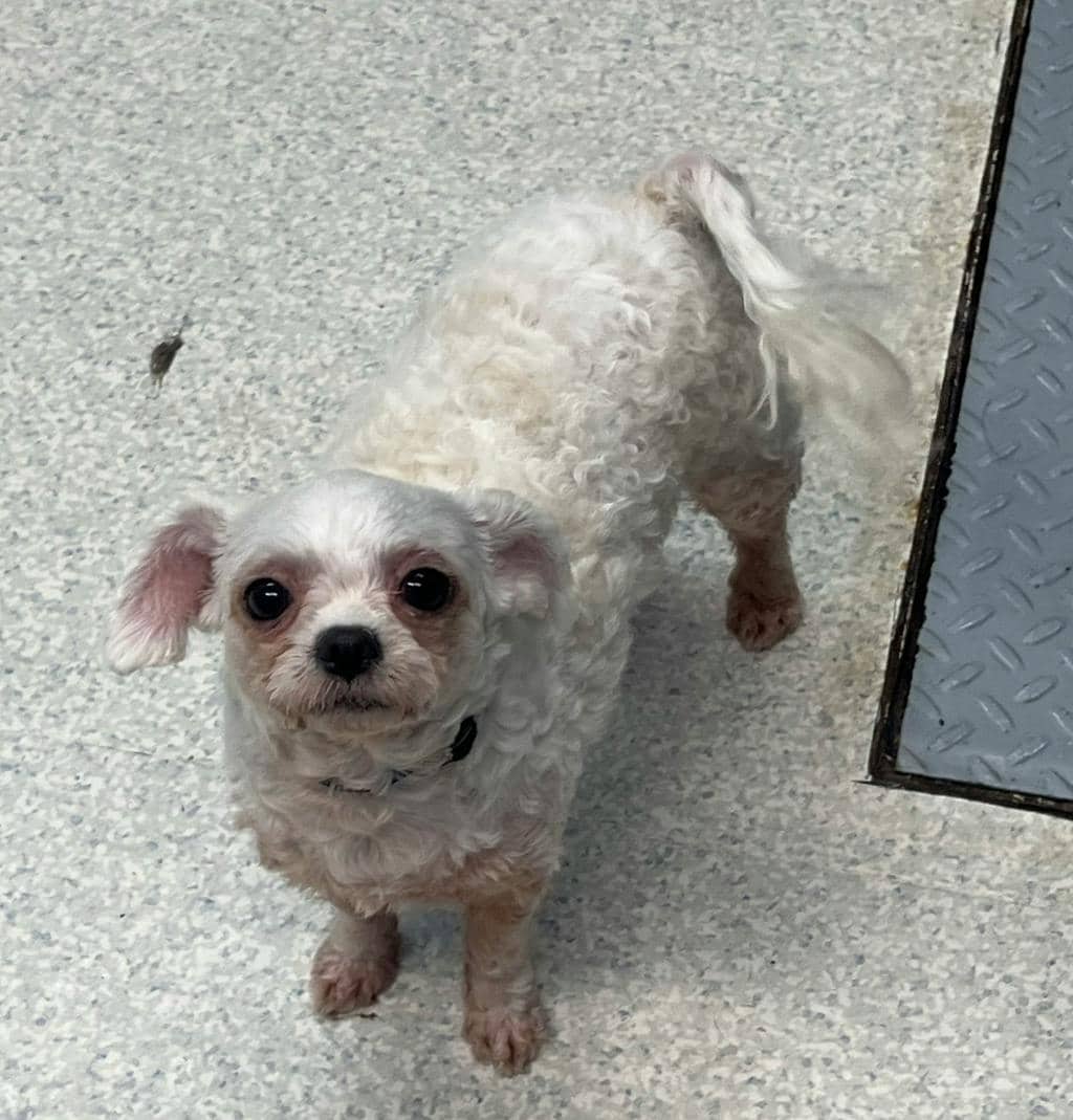Yennifer (at Seneca King) - Poodle Miniature available for adoption at Ontario SPCA (Toronto Area) in Stouffville