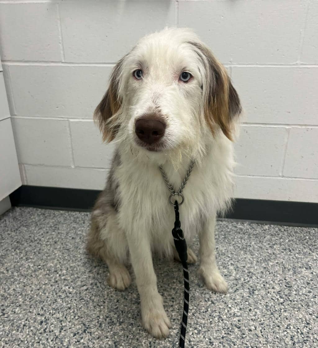 Lady - Australian Shepherd available for adoption at Ontario SPCA (Ottawa Area) in Pembroke