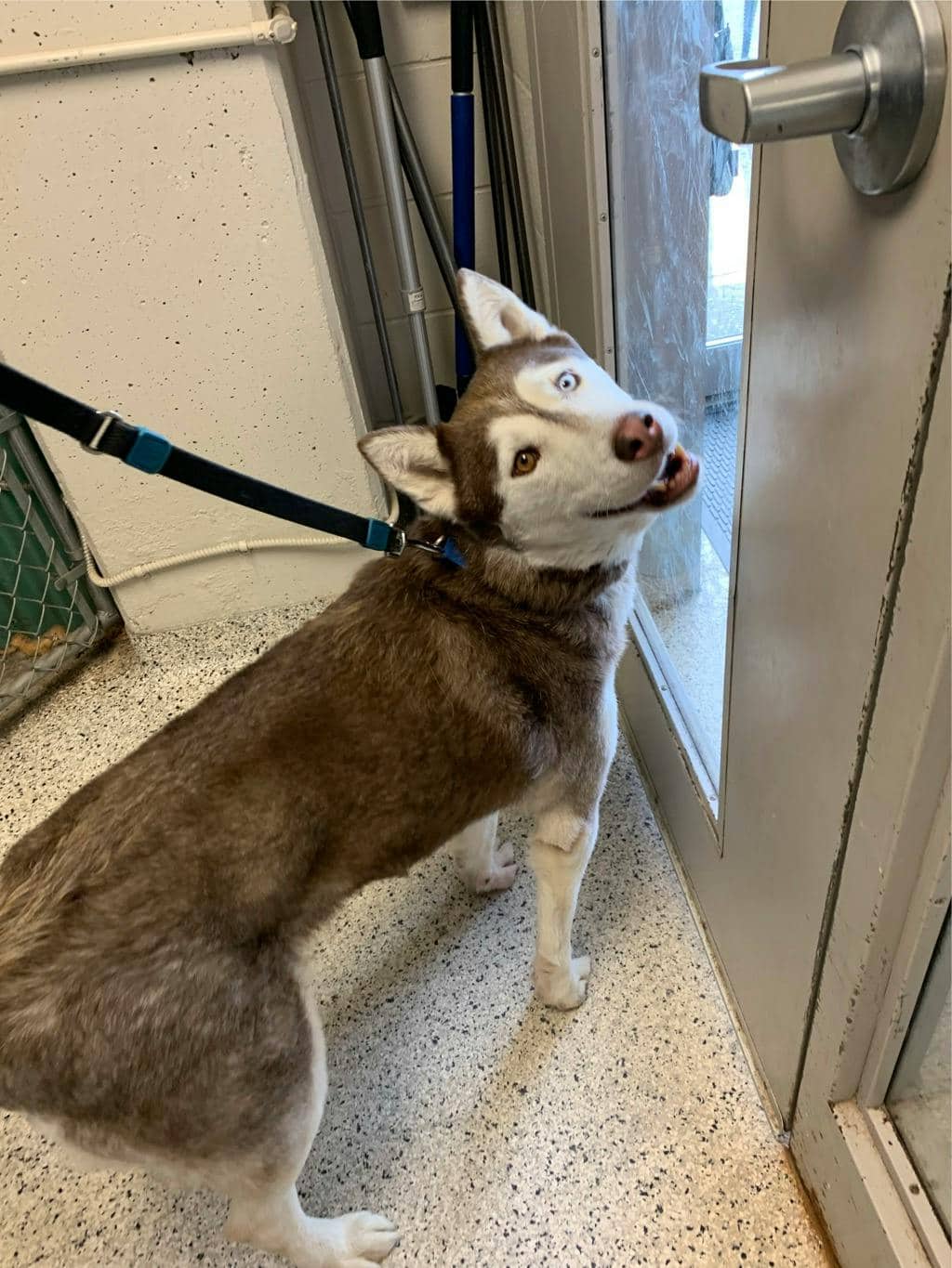 Mocha - Husky Mixed available for adoption at Ontario SPCA (Sudbury) in Sudbury