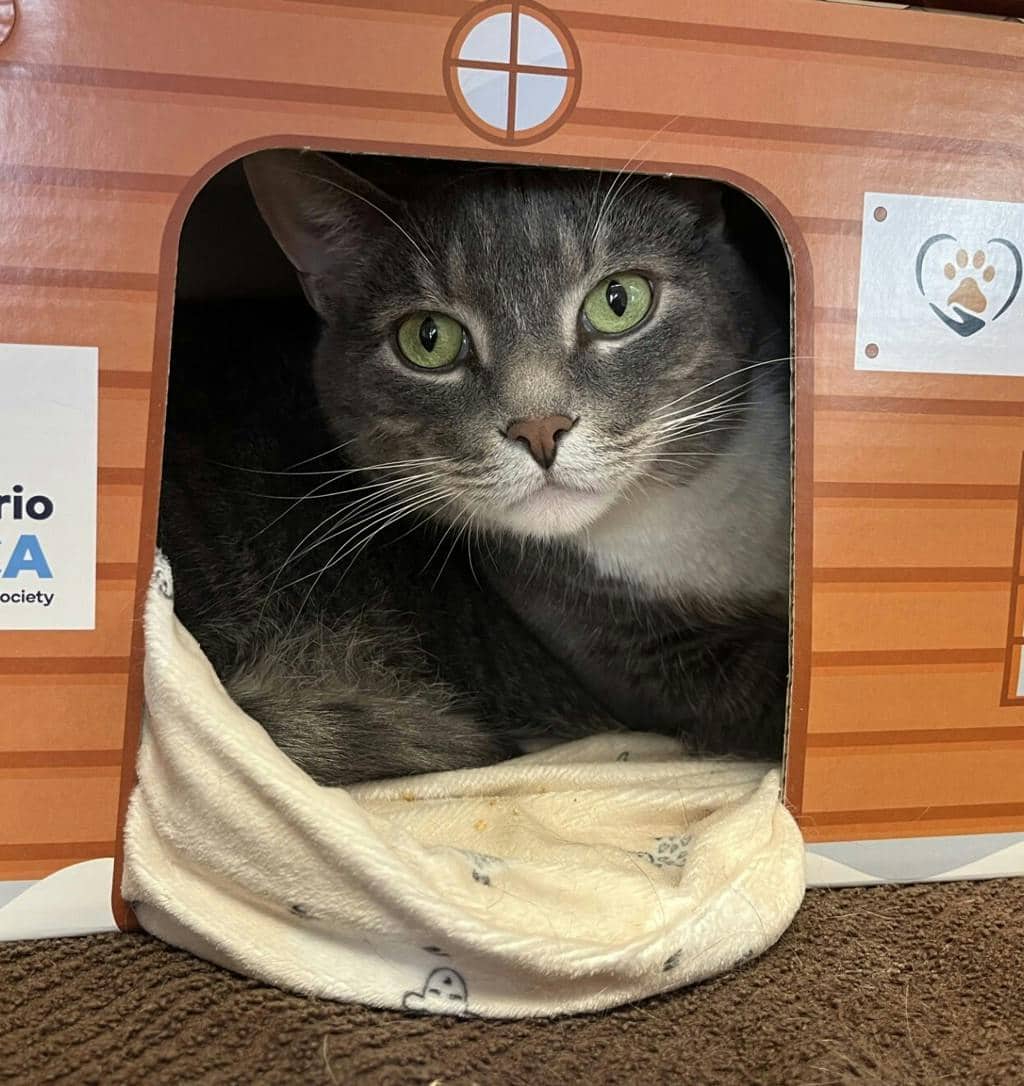 Nick - Domestic Short Hair cat available for adoption at Ontario SPCA (Central Ontario) in Orangeville