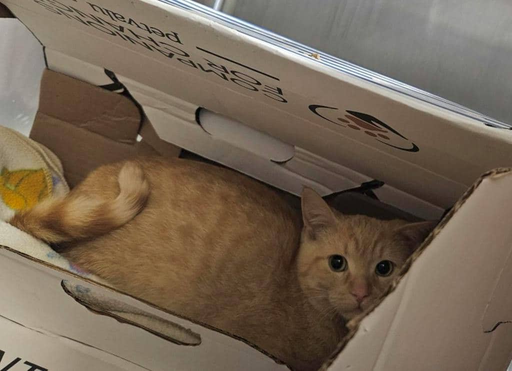Texas - Domestic Short Hair available for adoption
