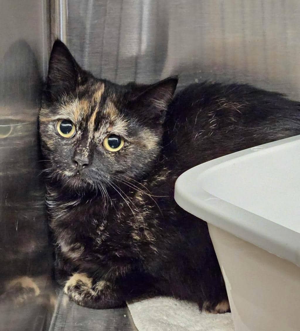 Eastwick - Domestic Short Hair available for adoption
