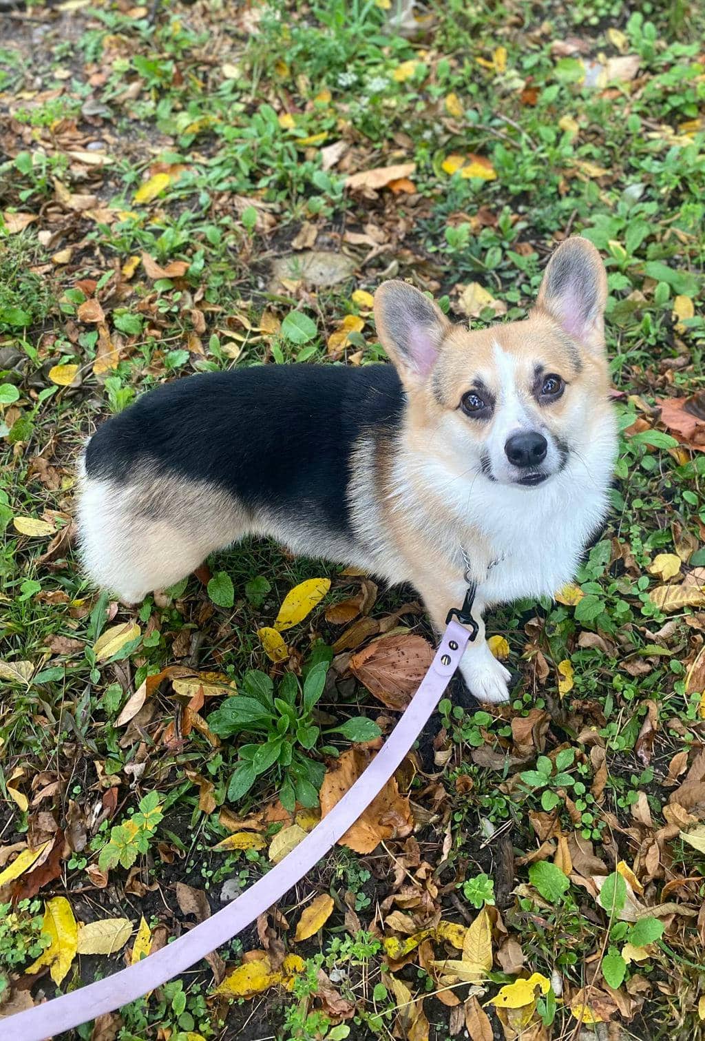 Tucker - Corgi, Pembroke Welsh available for adoption at Ontario SPCA (Central Ontario) in Orillia