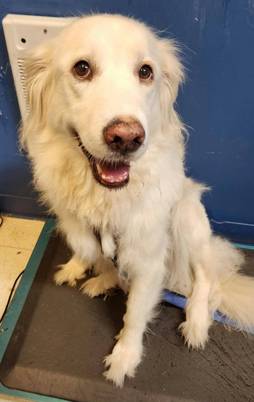 Nala - Great Pyrenees available for adoption at Ontario SPCA (Ottawa Area) in Ottawa
