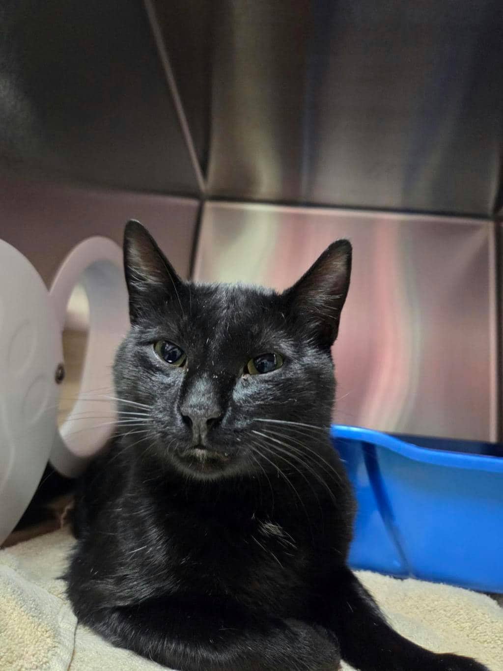 Thackery Binx - Domestic Short Hair available for adoption