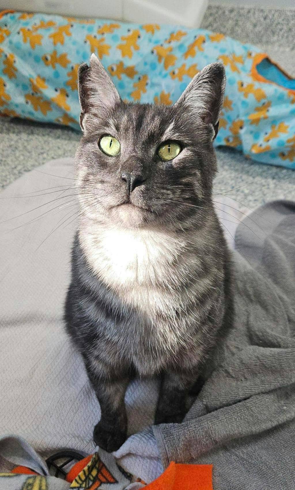 Pickles - Domestic Medium Hair available for adoption