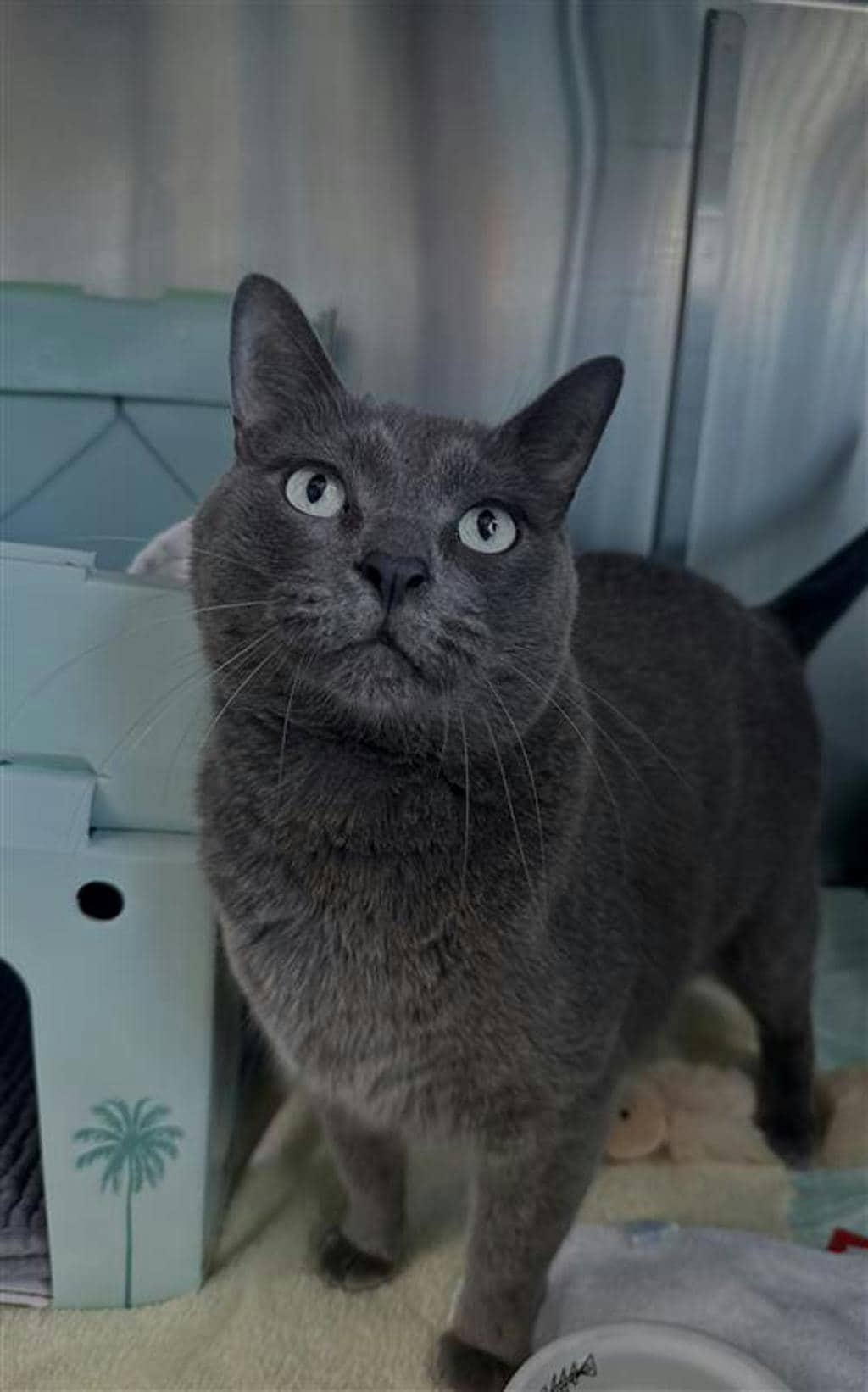 Bentley - Domestic Medium Hair available for adoption
