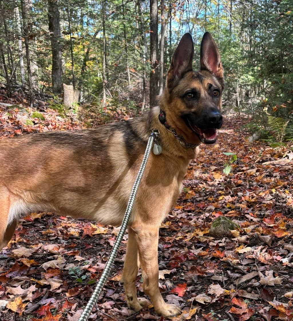 Bella - German Shepherd available for adoption at Ontario SPCA (Central Ontario) in Bracebridge
