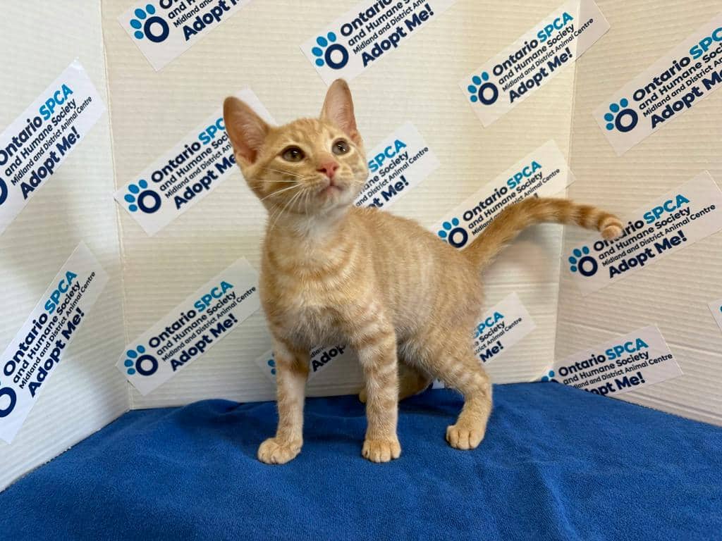 Hannibal - Domestic Short Hair cat available for adoption in Calgary