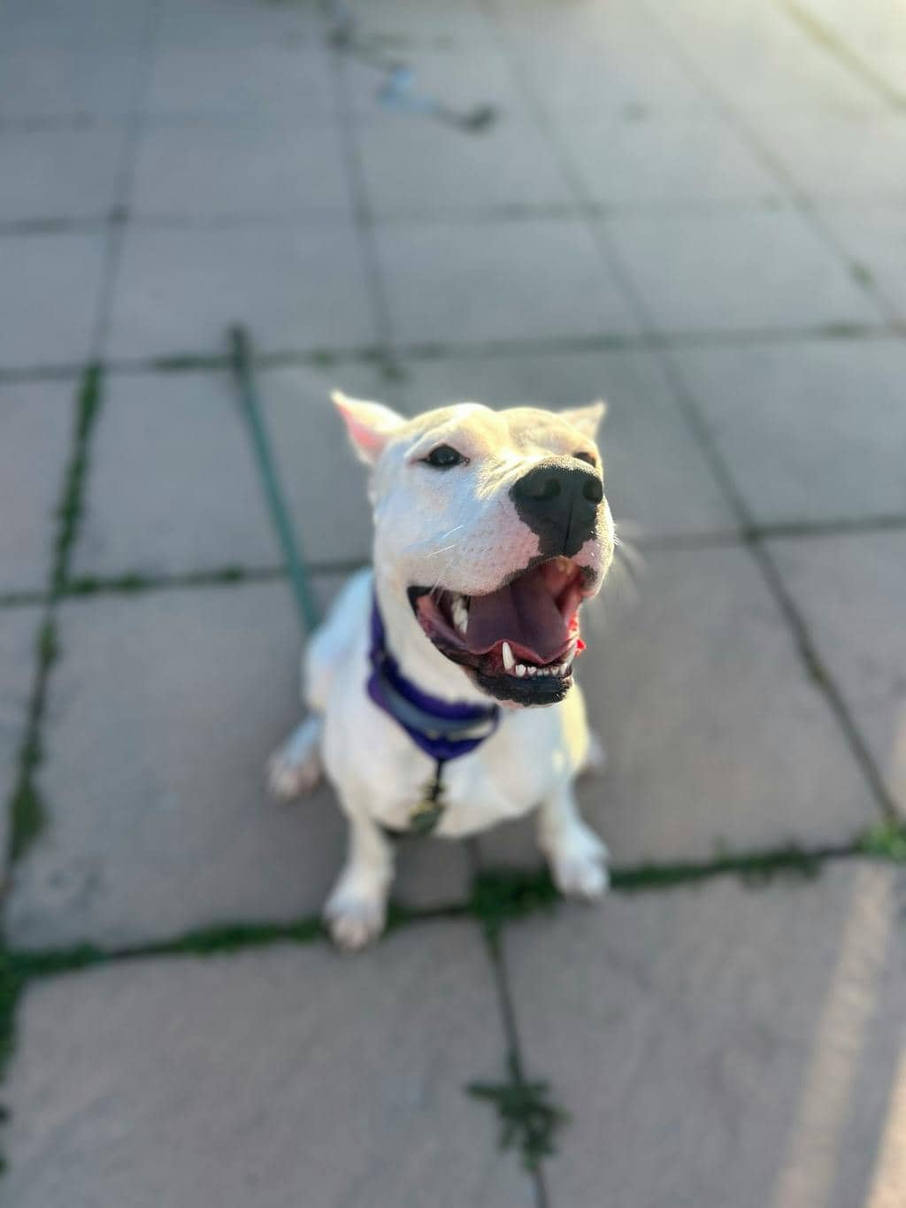 Love - Argentine Dogo available for adoption at Ontario SPCA (Toronto Area) in Stouffville