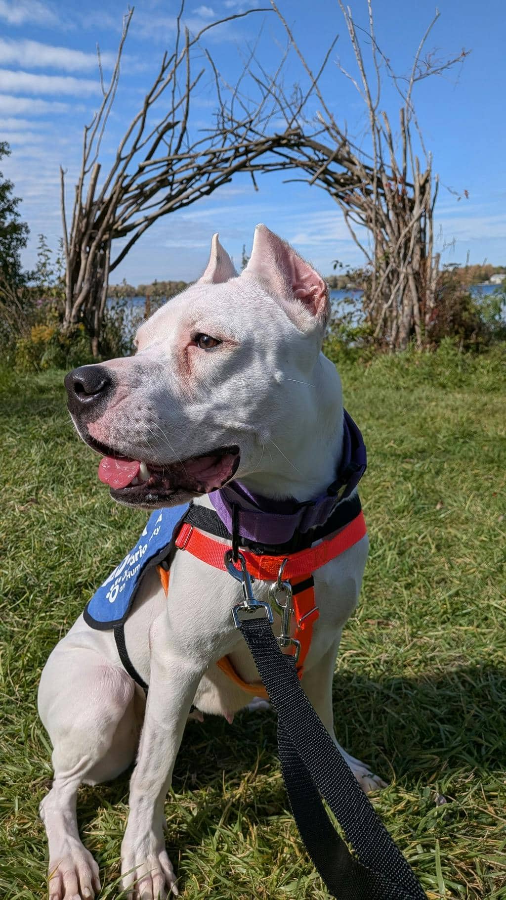 Love - Argentine Dogo available for adoption