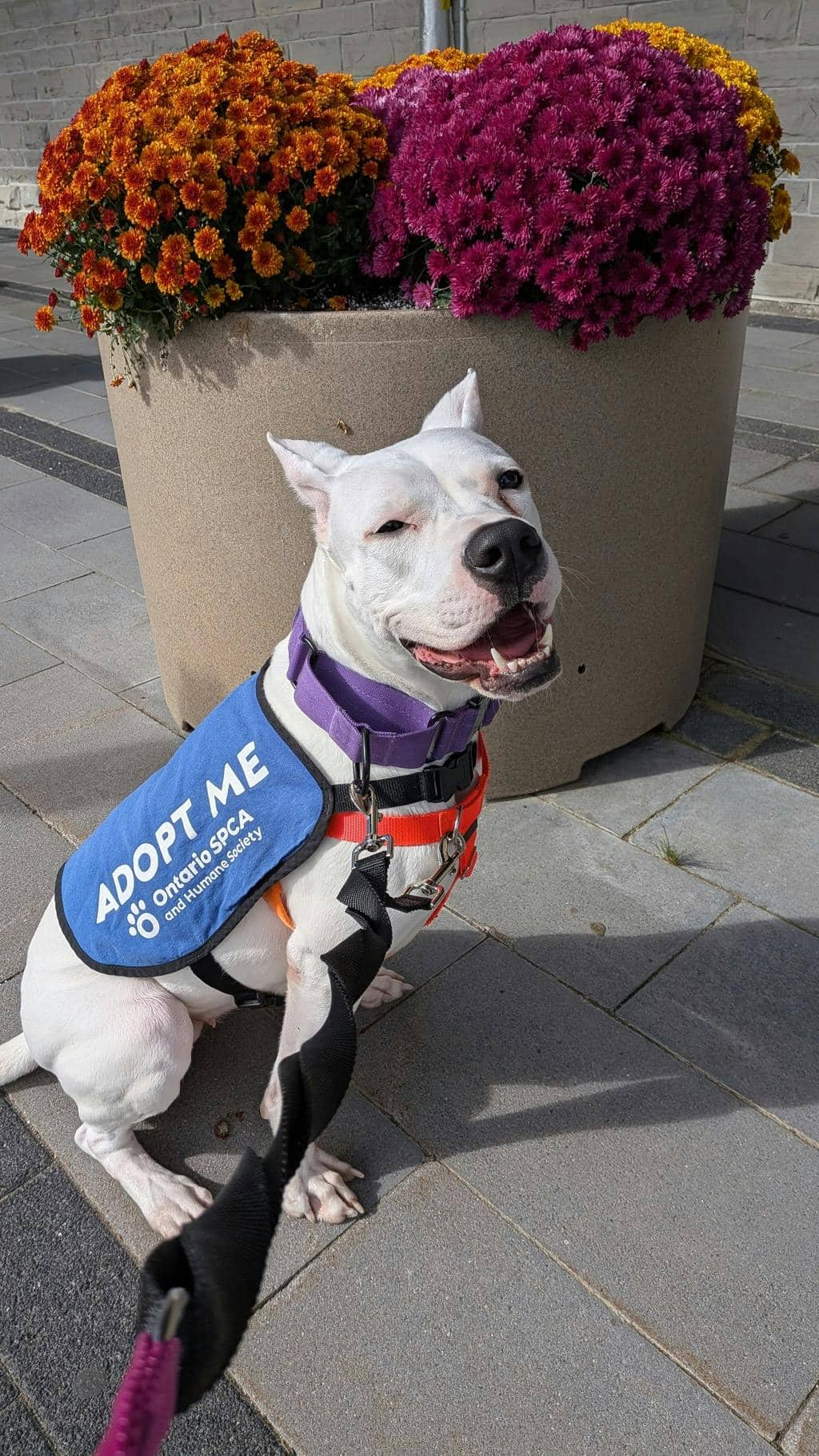 Love - Argentine Dogo available for adoption